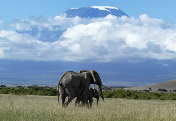 2 Days-1Night Amboseli National Park Safari  Tour from Mombasa